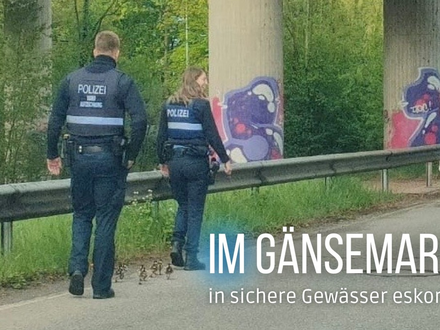 POL-PIZW: Polizei-Eskorte für Gänse-Familie - Foto: presseportal.de