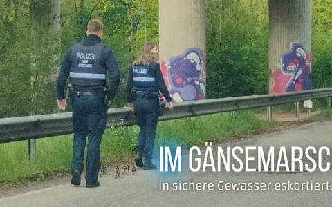 POL-PIZW: Polizei-Eskorte für Gänse-Familie - Foto: presseportal.de