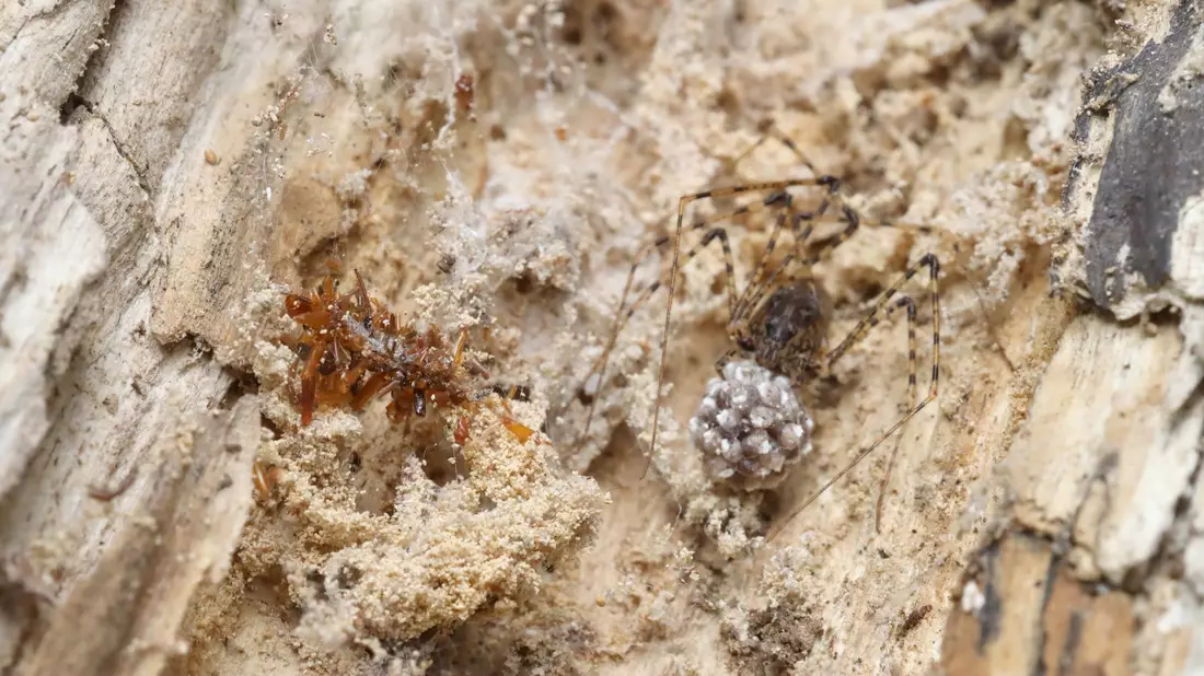 Die fleischfressenden Raupen wurden bislang nur in einem 15 Quadratkilometer großen Stück Bergwald auf der hawaiianischen Insel O'ahu beobachtet. - Bild: Rubinoff Lab, Entomology Section/University of Hawaii, Manoa/dpa