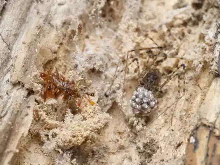 Die fleischfressenden Raupen wurden bislang nur in einem 15 Quadratkilometer großen Stück Bergwald auf der hawaiianischen Insel O'ahu beobachtet. - Foto: Rubinoff Lab, Entomology Section/University of Hawaii, Manoa/dpa