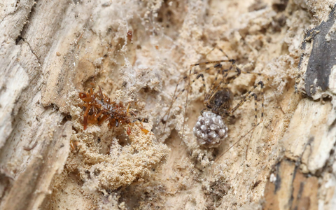 Die fleischfressenden Raupen wurden bislang nur in einem 15 Quadratkilometer großen Stück Bergwald auf der hawaiianischen Insel O'ahu beobachtet. - Foto: Rubinoff Lab, Entomology Section/University of Hawaii, Manoa/dpa
