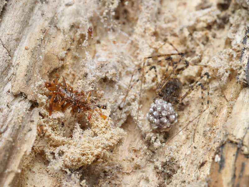 Die fleischfressenden Raupen wurden bislang nur in einem 15 Quadratkilometer großen Stück Bergwald auf der hawaiianischen Insel O'ahu beobachtet. - Foto: Rubinoff Lab, Entomology Section/University of Hawaii, Manoa/dpa