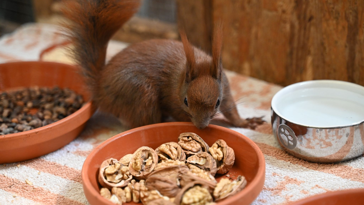 Sie wollen klettern. Ein Blick in die Auffangstation der Eichhörnchen-Hilfe im brandenburgischen Teltow - ein Projekt der Organisation Aktion Tier.  - Foto: Katharina Kausche/dpa
