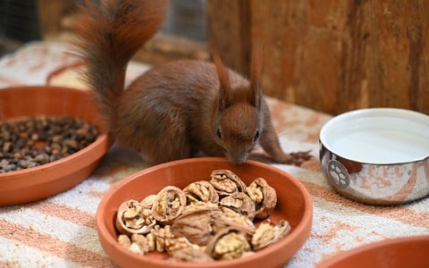Sie wollen klettern. Ein Blick in die Auffangstation der Eichhörnchen-Hilfe im brandenburgischen Teltow - ein Projekt der Organisation Aktion Tier.  - Foto: Katharina Kausche/dpa