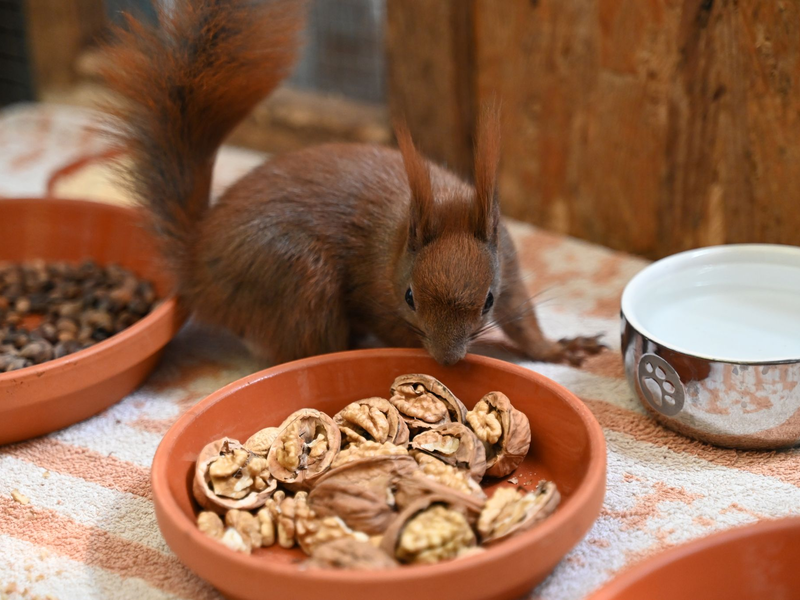 Sie wollen klettern. Ein Blick in die Auffangstation der Eichhörnchen-Hilfe im brandenburgischen Teltow - ein Projekt der Organisation Aktion Tier. - Foto: Katharina Kausche/dpa