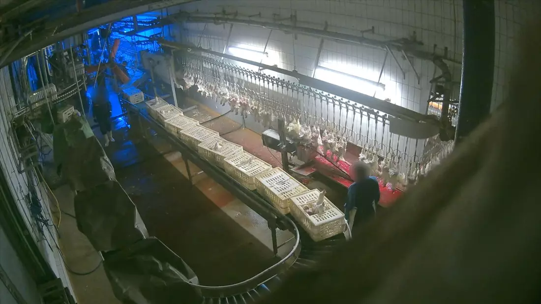 Gewürgt, geschlagen, Kopf abgerissen: ANINOVA deckt massive Tierquälerei in Luna-Suppenhuhn Schlachthof im Landkreis Ansbach (Bayern) auf - Bild: presseportal.de