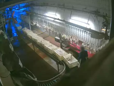 Gewürgt, geschlagen, Kopf abgerissen: ANINOVA deckt massive Tierquälerei in Luna-Suppenhuhn Schlachthof im Landkreis Ansbach (Bayern) auf - Foto: presseportal.de