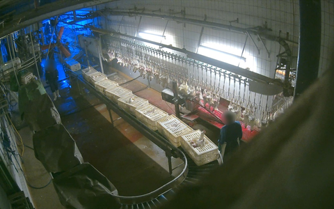 Schlachthof-Skandal in Bayern: ANINOVA wertet vollständiges Bildmaterial aus - 728 Übergriffe, davon über 530 Straftaten - viele Zulieferer stammen zudem nicht aus Bayern - Foto: presseportal.de