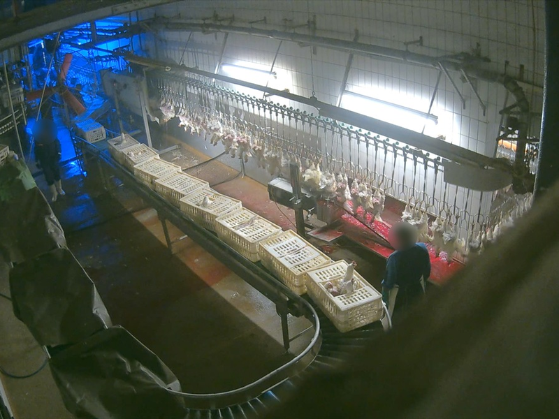 Gewürgt, geschlagen, Kopf abgerissen: ANINOVA deckt massive Tierquälerei in Luna-Suppenhuhn Schlachthof im Landkreis Ansbach (Bayern) auf - Foto: presseportal.de