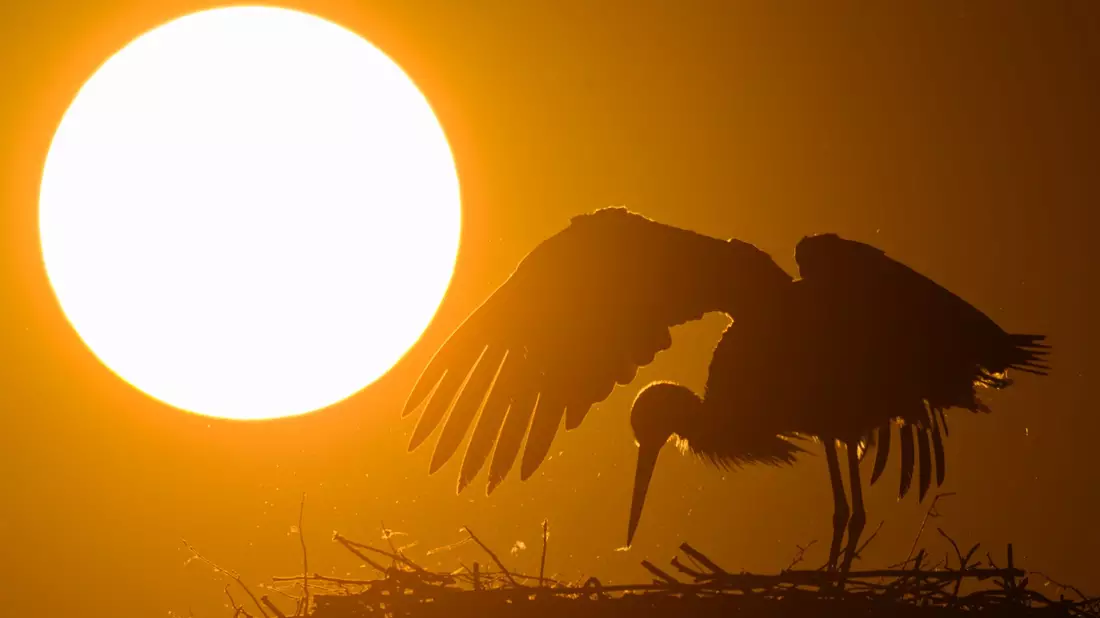 «Das Frühlingswetter läuft in den kommenden Tagen zur Hochform auf», sagt der DWD-Meteorologe. - Bild: Patrick Pleul/dpa