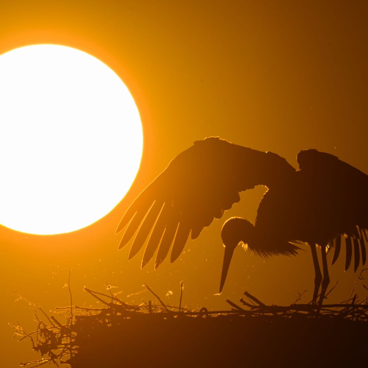 «Das Frühlingswetter läuft in den kommenden Tagen zur Hochform auf», sagt der DWD-Meteorologe. - Foto: Patrick Pleul/dpa