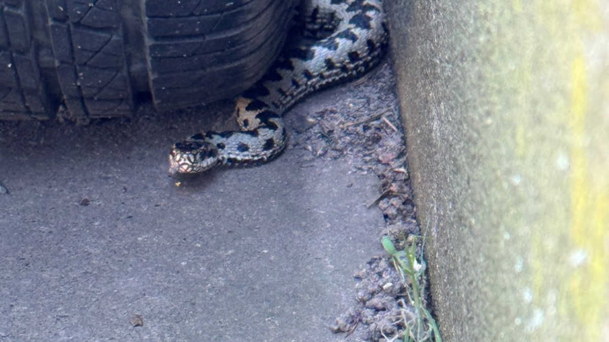 POL-GS: Langelsheim, Pressebericht vom 28.04.2025 - Foto: presseportal.de