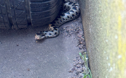 POL-GS: Langelsheim, Pressebericht vom 28.04.2025 - Foto: presseportal.de
