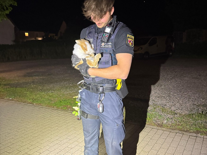 POL-PDPS: Tierischer Einsatz am Wochenende - Foto: presseportal.de