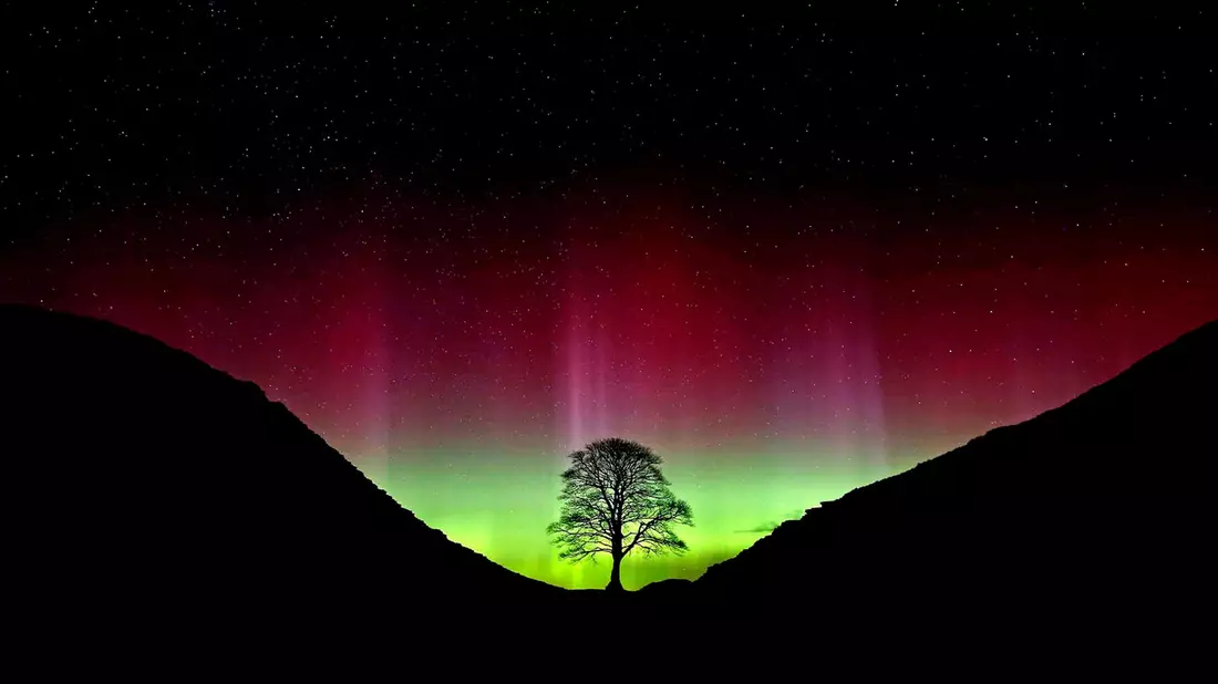 Der ikonische Baum war im September 2023 gefällt worden. (Archivbild) - Bild: Owen Humphreys/PA Wire/dpa