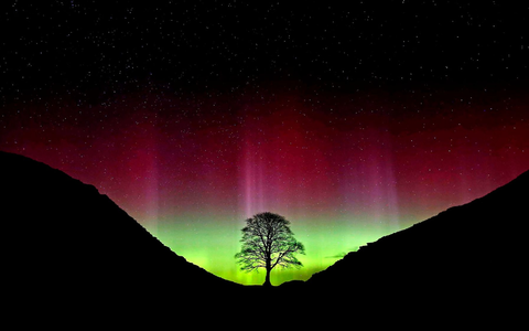 Der ikonische Baum war im September 2023 gefällt worden. (Archivbild) - Foto: Owen Humphreys/PA Wire/dpa