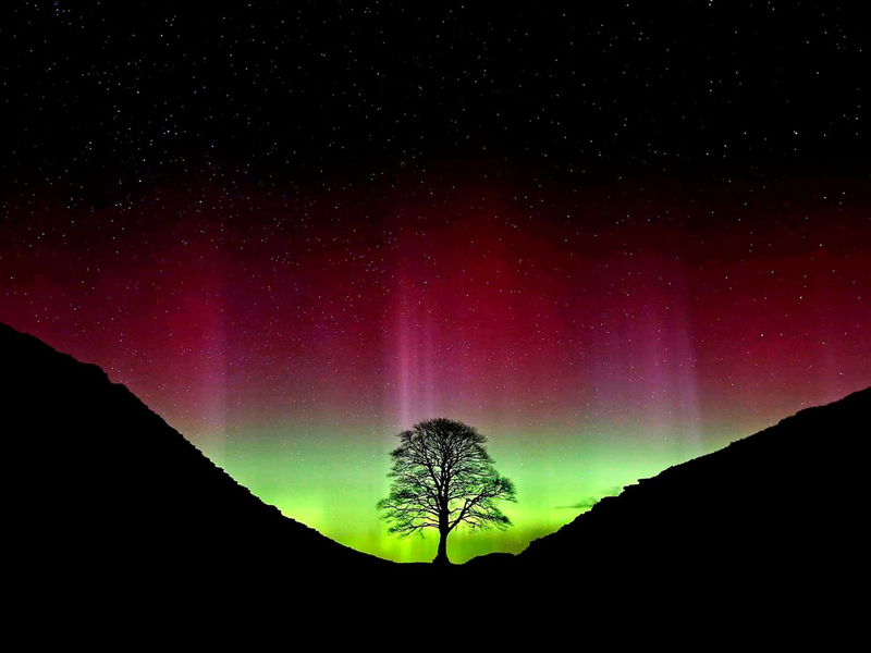 Der ikonische Baum war im September 2023 gefällt worden. (Archivbild) - Foto: Owen Humphreys/PA Wire/dpa