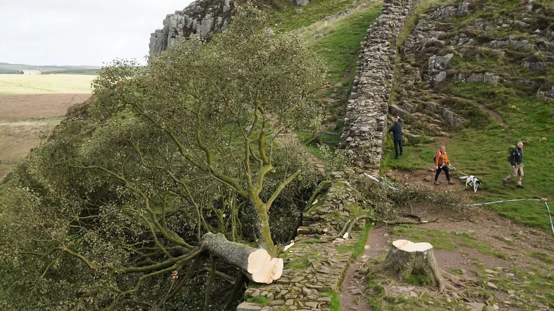 Der ikonische Baum war im September 2023 gefällt worden. (Archivbild) - Bild: Owen Humphreys/Press Association/dpa