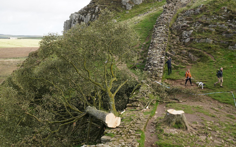 Der ikonische Baum war im September 2023 gefällt worden. (Archivbild) - Foto: Owen Humphreys/Press Association/dpa