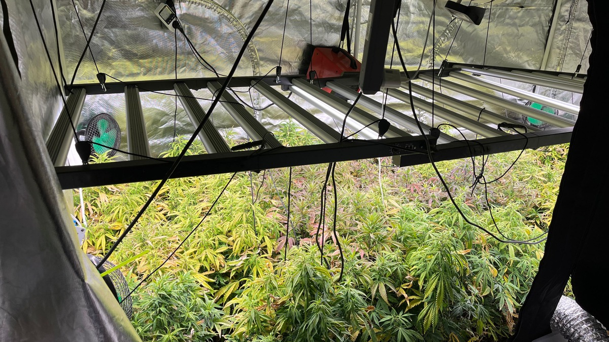 POL-REK: 250429-2: Mehrere Cannabispflanzen bei Durchsuchungen sichergestellt - Foto: presseportal.de