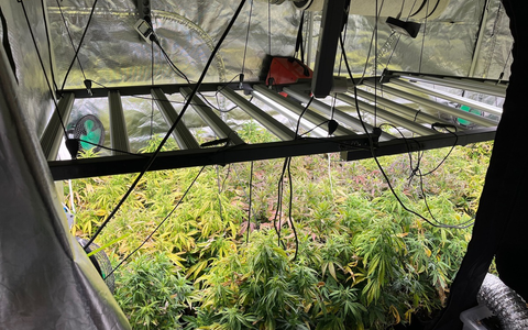 POL-REK: 250429-2: Mehrere Cannabispflanzen bei Durchsuchungen sichergestellt - Foto: presseportal.de POL-REK: 250429-2: Mehrere Cannabispflanzen bei Durchsuchungen sichergestellt - Foto: presseportal.de