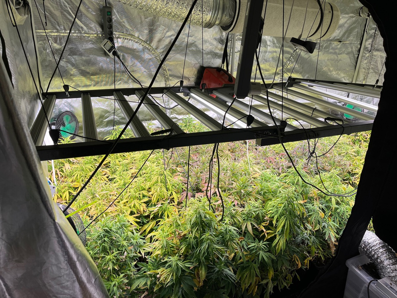 POL-REK: 250429-2: Mehrere Cannabispflanzen bei Durchsuchungen sichergestellt - Foto: presseportal.de