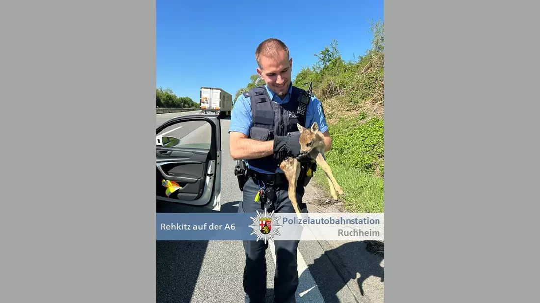POL-PDNW: Polizeiautobahnstation Ruchheim - Rehkitz von A6 gerettet - Bild: presseportal.de
