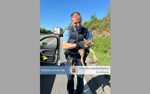 POL-PDNW: Polizeiautobahnstation Ruchheim - Rehkitz von A6 gerettet - Foto: presseportal.de