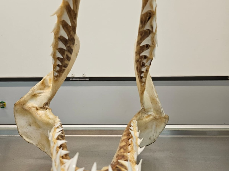 HZA-M: Zoll entdeckt Haifischgebiss - Foto: presseportal.de