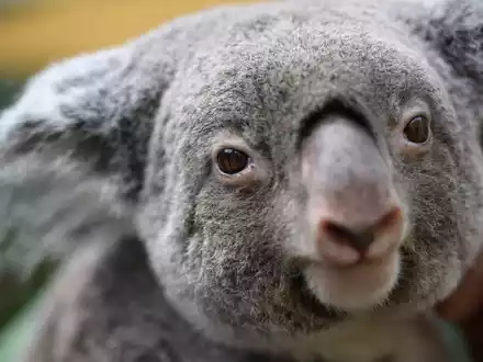 Koalas gehören zu den ikonischsten Tieren Australiens. (Archivbild) - Foto: Robert Michael/dpa
