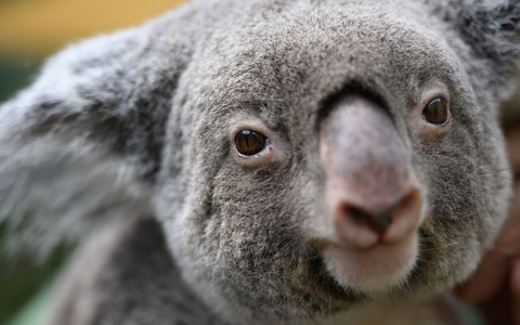 Koalas gehören zu den ikonischsten Tieren Australiens. (Archivbild) - Foto: Robert Michael/dpa