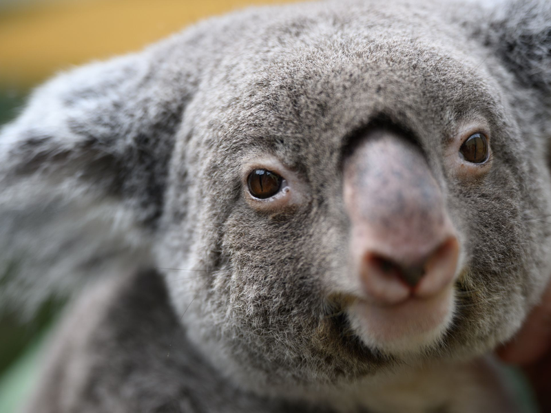 Koalas gehören zu den ikonischsten Tieren Australiens. (Archivbild) - Foto: Robert Michael/dpa