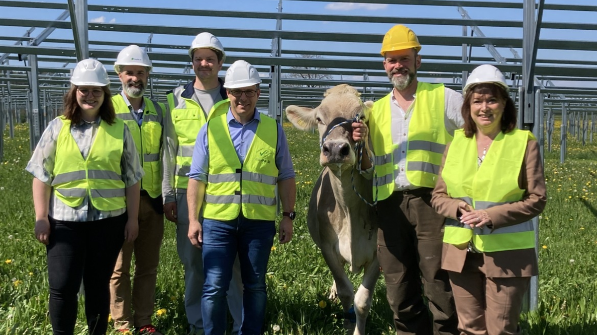 Solarstrom für die Produktion, Schatten für die Kühe: Nestlé baut Agri-Photovoltaik-Anlage am Werksstandort Biessenhofen - Foto: presseportal.de