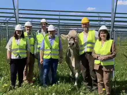 Solarstrom für die Produktion, Schatten für die Kühe: Nestlé baut Agri-Photovoltaik-Anlage am Werksstandort Biessenhofen - Foto: presseportal.de