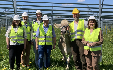 Solarstrom für die Produktion, Schatten für die Kühe: Nestlé baut Agri-Photovoltaik-Anlage am Werksstandort Biessenhofen - Foto: presseportal.de