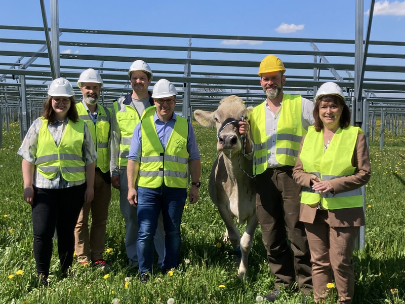 Solarstrom für die Produktion, Schatten für die Kühe: Nestlé baut Agri-Photovoltaik-Anlage am Werksstandort Biessenhofen - Foto: presseportal.de