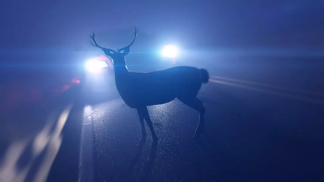 LPI-NDH: Rehe sind im Frühjahr besonders oft an Verkehrsunfällen beteiligt - die Polizei gibt Hinweise - Nordthüringen - Bild: presseportal.de