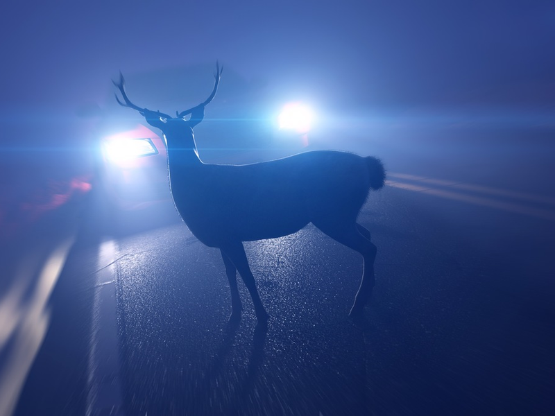 LPI-NDH: Rehe sind im Frühjahr besonders oft an Verkehrsunfällen beteiligt - die Polizei gibt Hinweise - Nordthüringen - Foto: presseportal.de