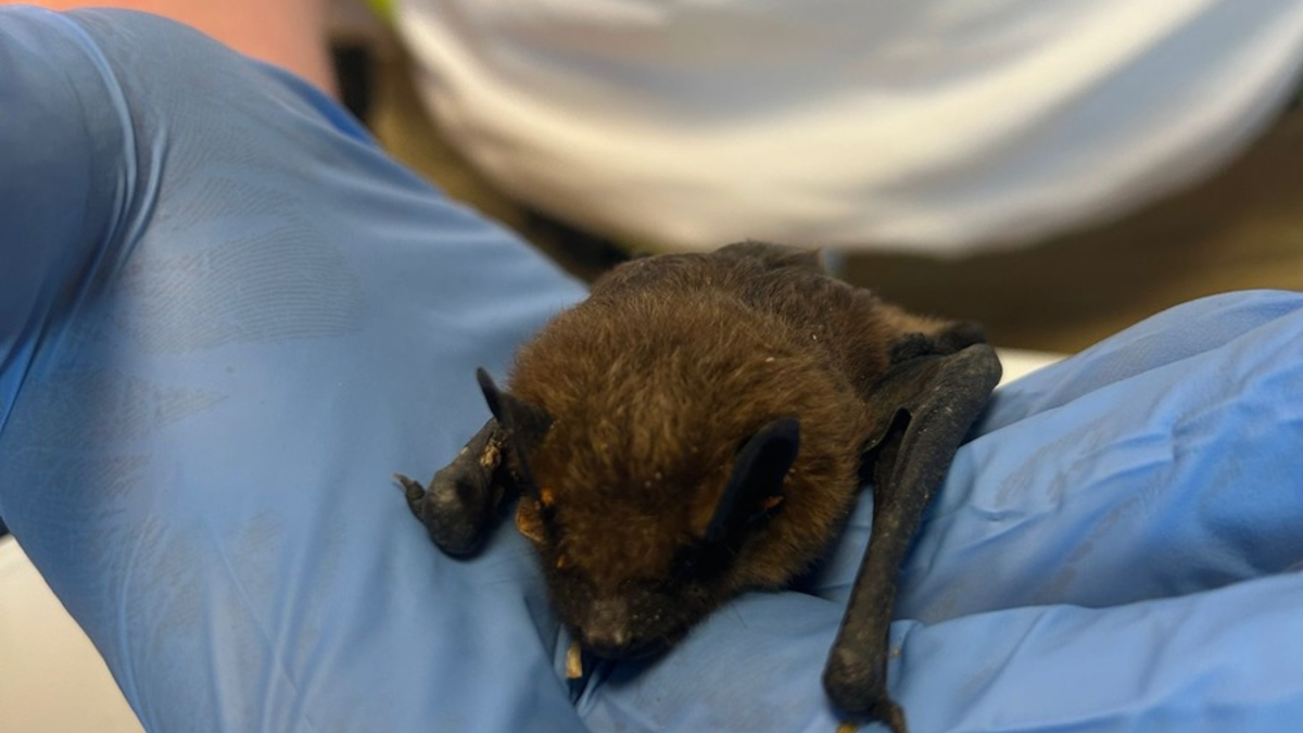 FW Weinheim: Fledermaus auf Spielplatz gefunden - Feuerwehr rettet gemeinsam mit der Berufstierrettung den Abendsegler - Foto: presseportal.de