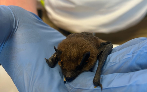 FW Weinheim: Fledermaus auf Spielplatz gefunden - Feuerwehr rettet gemeinsam mit der Berufstierrettung den Abendsegler - Foto: presseportal.de FW Weinheim: Fledermaus auf Spielplatz gefunden - Feuerwehr rettet gemeinsam mit der Berufstierrettung den Abendsegler - Foto: presseportal.de