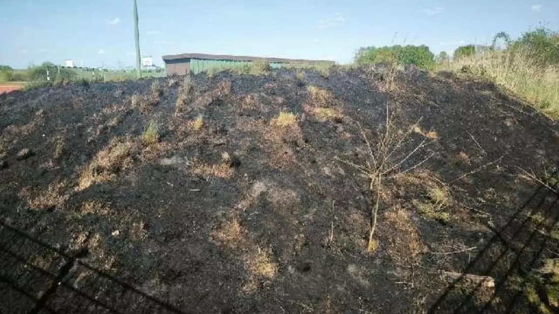 POL-ROW: Flächenbrand durch Böller - Bild: presseportal.de