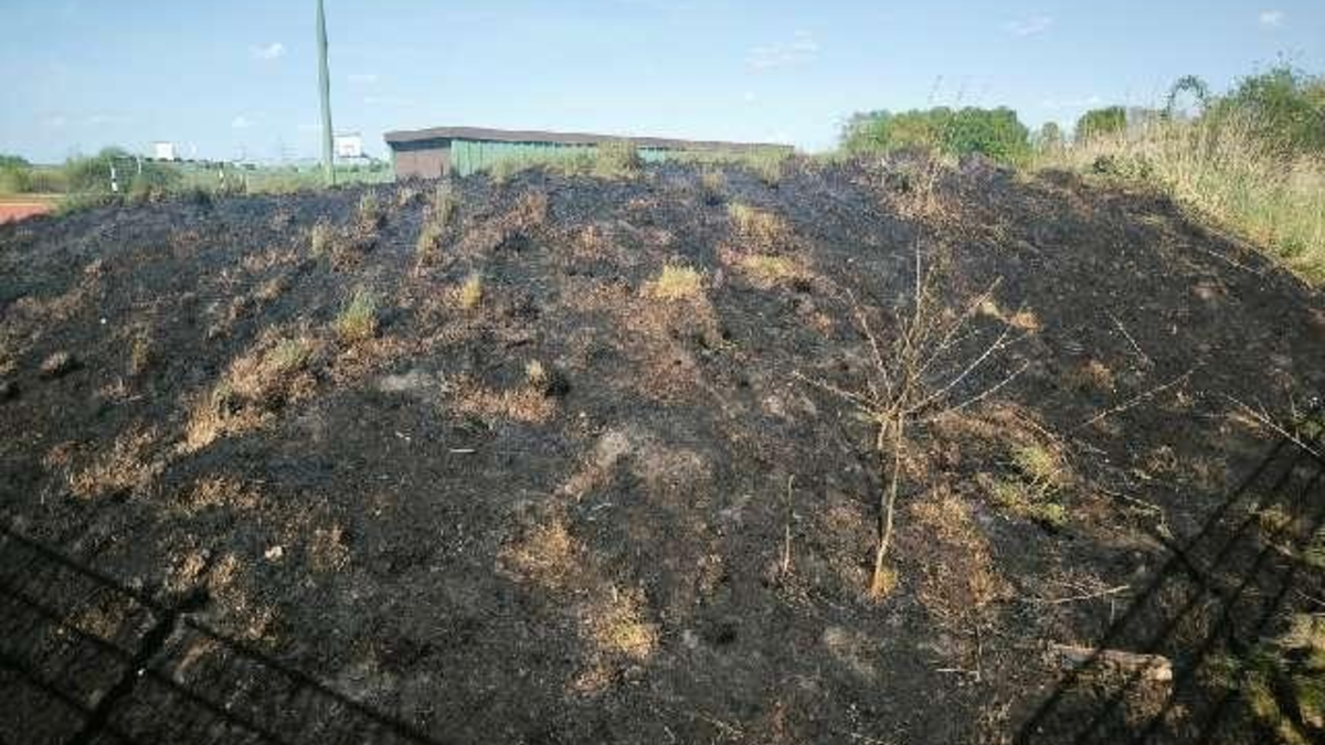 POL-ROW: Flächenbrand durch Böller - Foto: presseportal.de