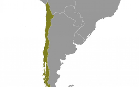Chile (Archiv) - Foto: über dts Nachrichtenagentur