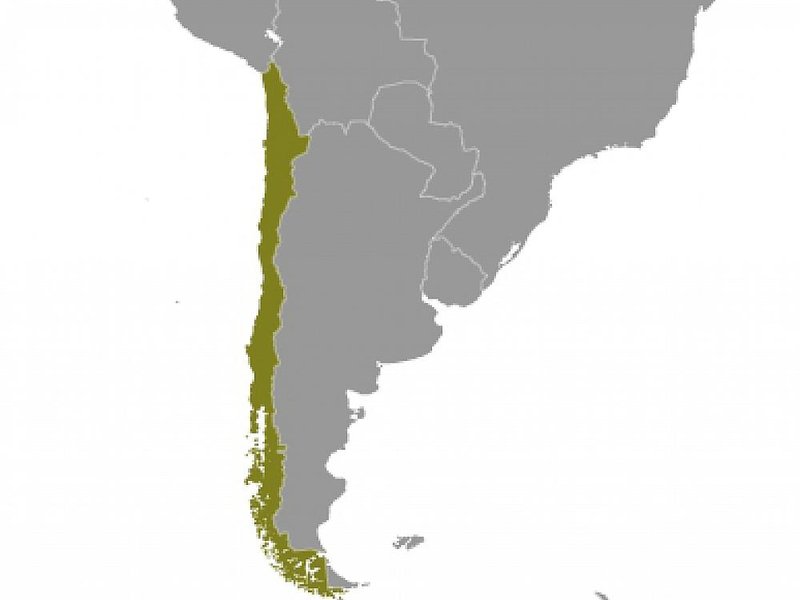 Chile (Archiv) - Foto: über dts Nachrichtenagentur