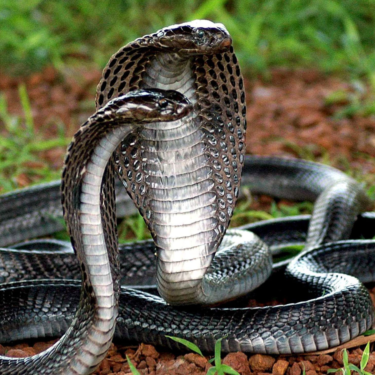 Wenn sich Königskobras bedroht fühlen, richten sie sich auf und spreizen die Haut. (Archivbild) - Foto: Sanjeev Gupta/epa/dpa
