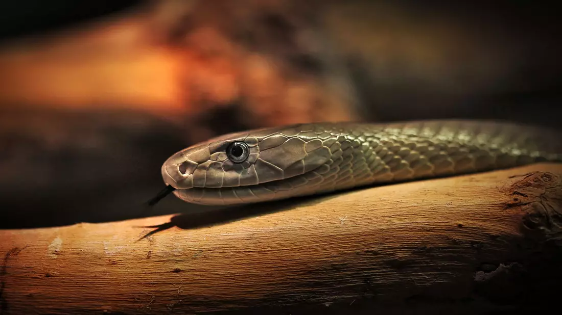 Das entwickelte Mittel soll auch gegen das Gift der Schwarzen Mamba wirken. (Archivbild) - Bild: Fredrik von Erichsen/dpa