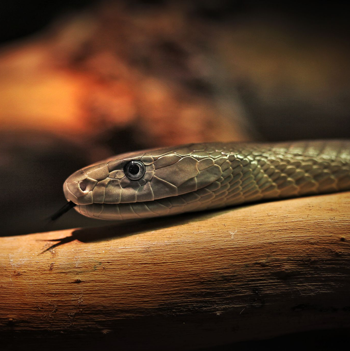 Das entwickelte Mittel soll auch gegen das Gift der Schwarzen Mamba wirken. (Archivbild) - Foto: Fredrik von Erichsen/dpa