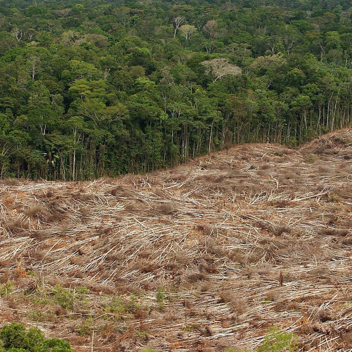 Abholzung des Regenwalds im Amazonasgebiet in Brasilien. - Foto: Marcelo Sayao/epa efe/dpa