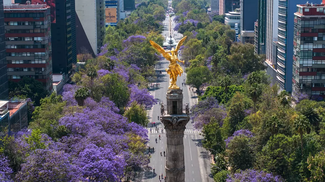 Blühende Jacaranda-Bäume entlang der Avenida Reforma in Mexiko-Stadt. (Archivbild) - Bild: Li Muzi/XinHua/dpa