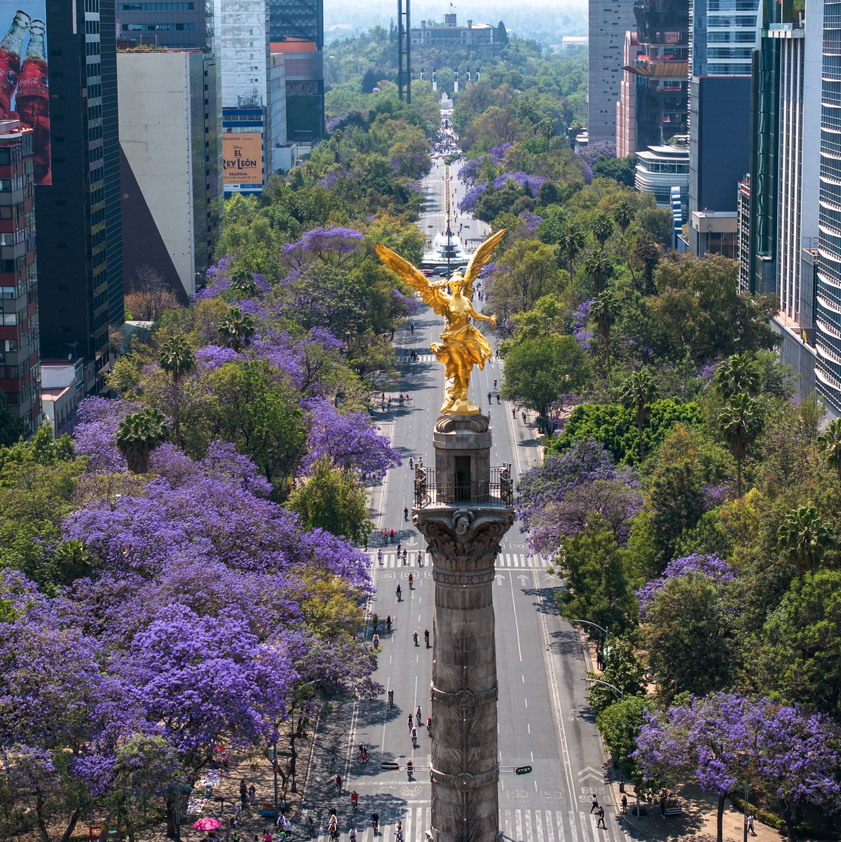 Blühende Jacaranda-Bäume entlang der Avenida Reforma in Mexiko-Stadt. (Archivbild) - Foto: Li Muzi/XinHua/dpa